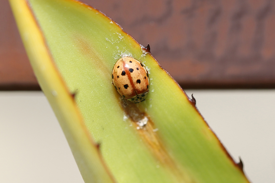 Coccinellidae: Harmonia quadripunctata